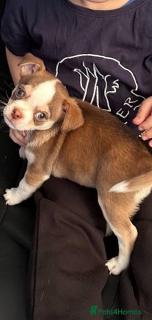 Chug dogs - Advert 14