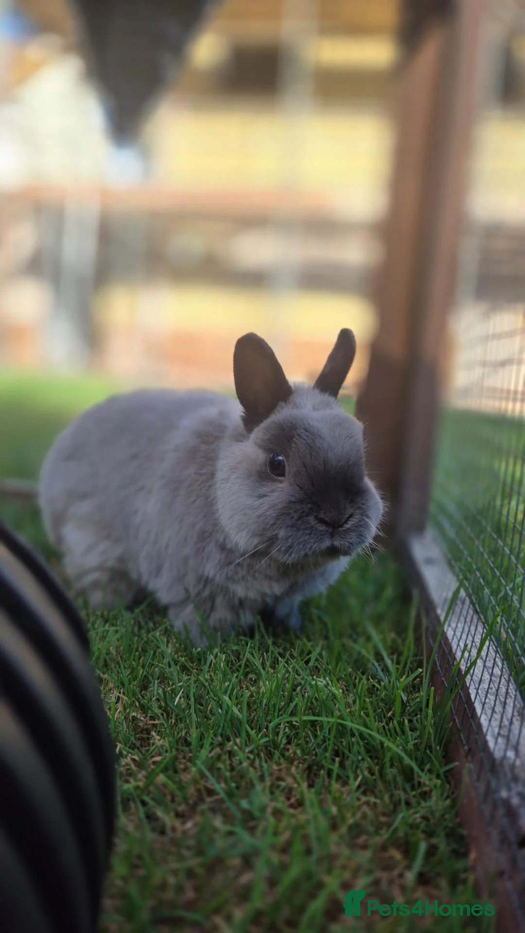 Netherland Dwarf rabbits for sale: Whisper vaccinated and neutered  - Advert 2