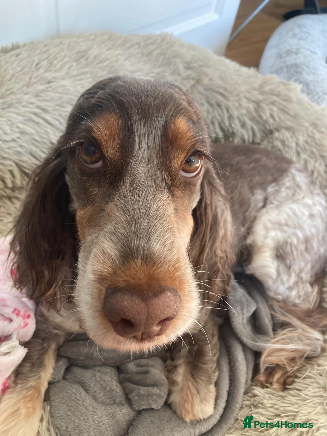 Cocker Spaniel dogs for sale: Bonnie - Advert 5