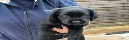 Labrador Retriever dogs for sale: Lovely black show bred puppies in Taunton - Advert 4