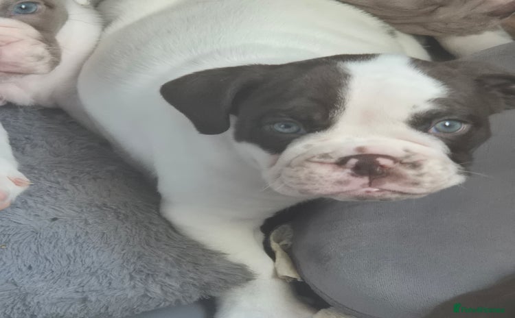 English Bulldog dogs - Advert 1