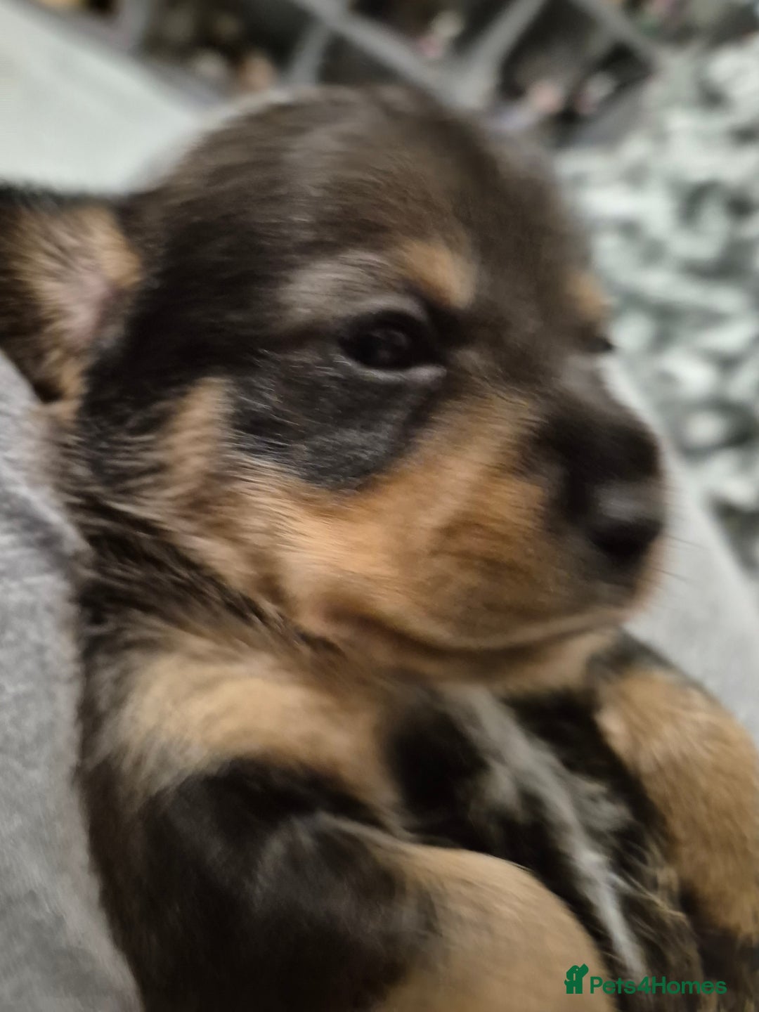 Mixed Breed dogs for sale: 1 boy available  - Advert 2