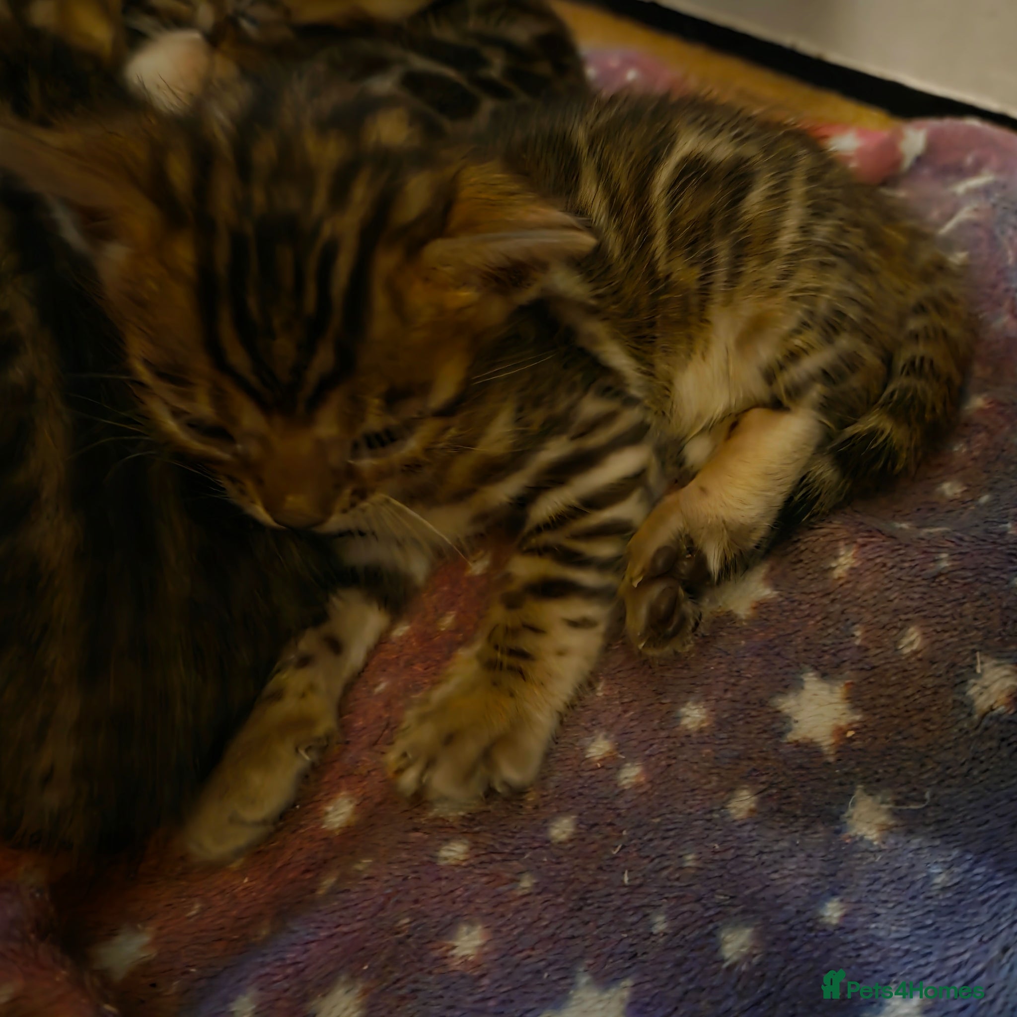 Bengal cats for sale: 5 gorgeous Bengal kittens - Advert 3