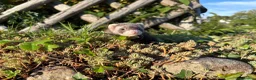 Ferret rodents for sale: Kits for sale  - Advert 5