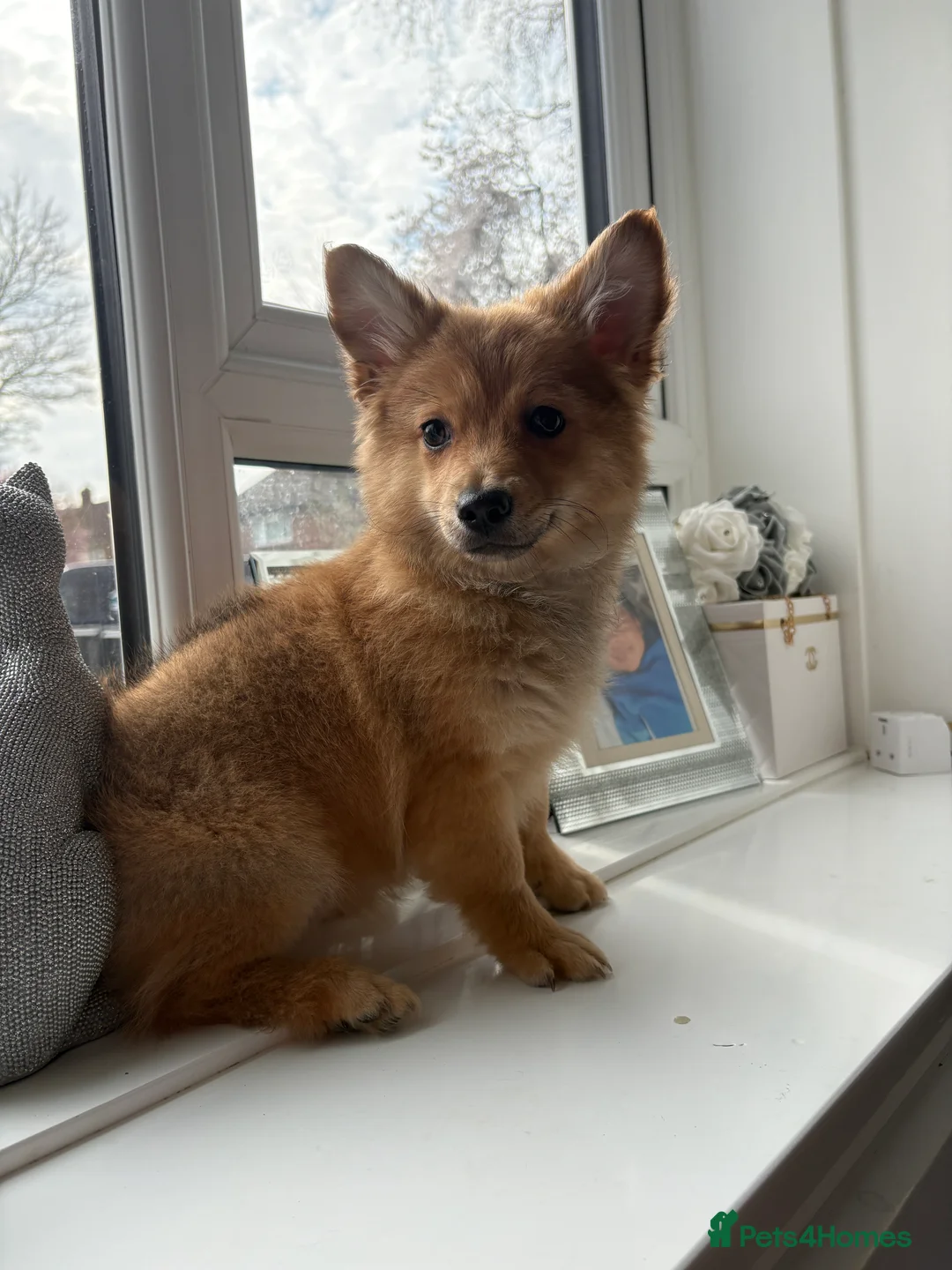 Mixed Breed dogs for sale: Italian volpino x deer head chihuahua puppies  - Advert 2