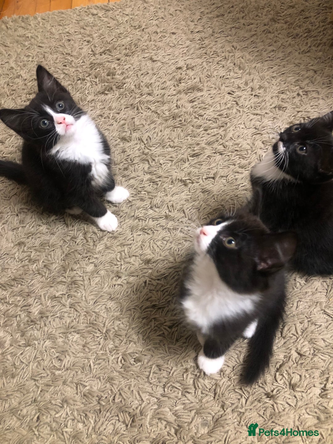 Mixed Breed cats for sale: siamese x siberian tuxedo kittens - Advert 18