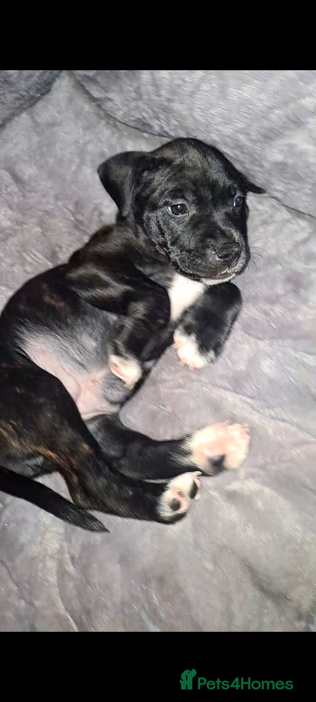Staffordshire Bull Terrier dogs for sale: READY 7TH NOVEMBER ⭐️ 🐶 2 left ⭐️ staff pups  - Image 28
