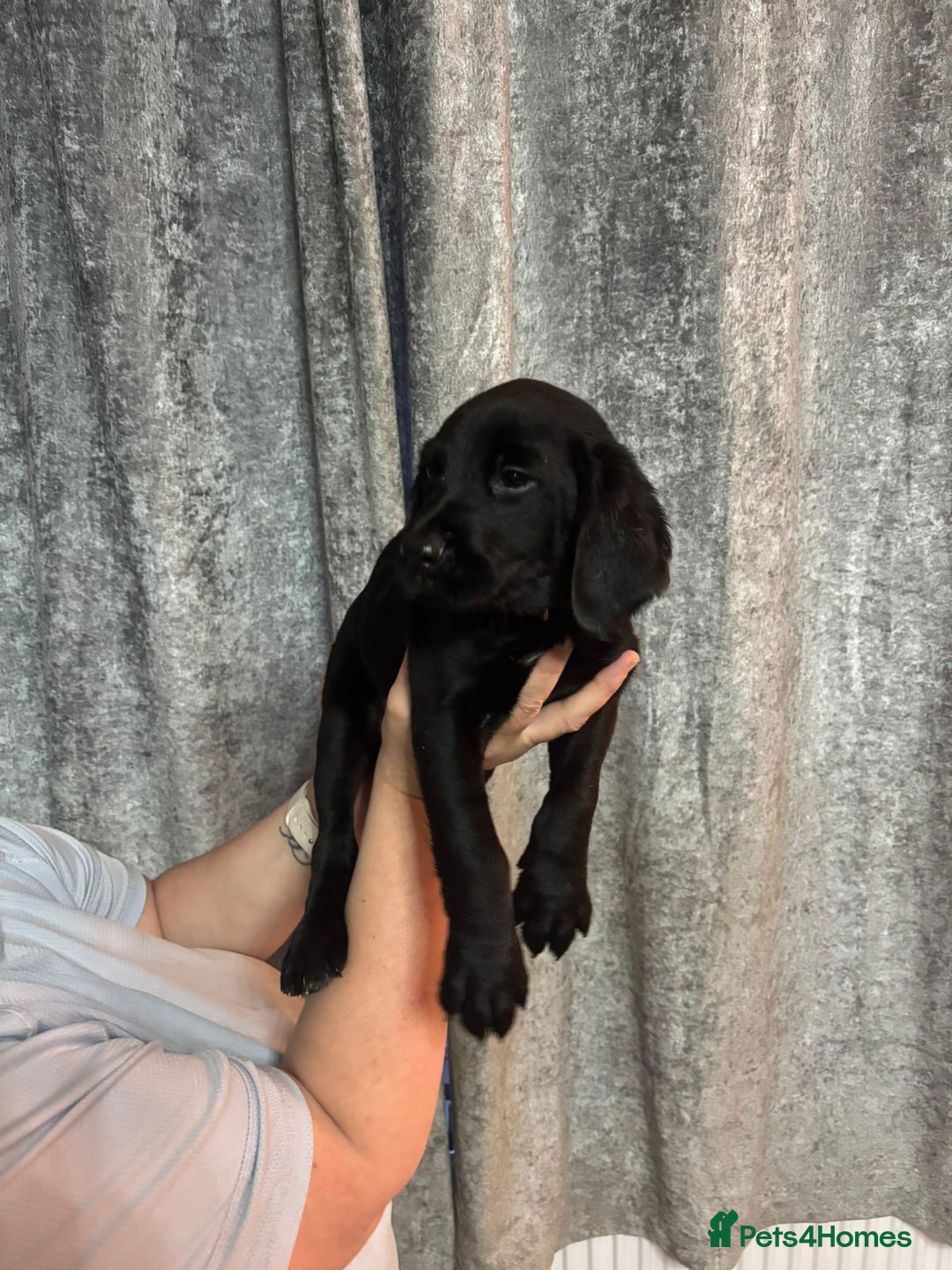 Cockerdor dogs for sale: Cockador puppies  - Image 26