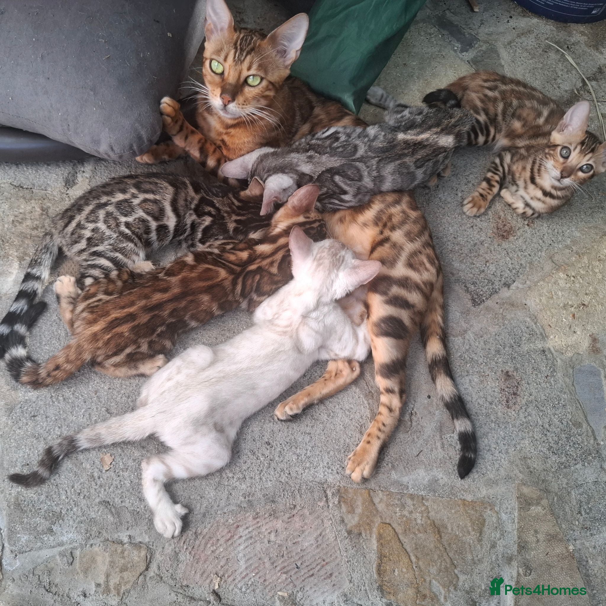 Bengal cats Stunning Bengal Kittens  - Advert 6