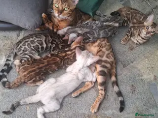 Bengal cats Stunning Bengal Kittens - Advert 6