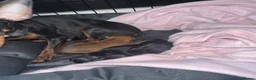Miniature Pinscher dogs for sale: Miniature pinschers puppies  in Leeds - Advert 7