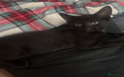 British Shorthair cats for sale: Ready for homes this week - Image 5