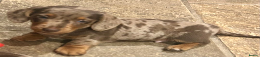 Miniature Dachshund Puppy 1