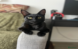 Bombay cats for sale: 1 year-old black kitten for adoption - Image 1