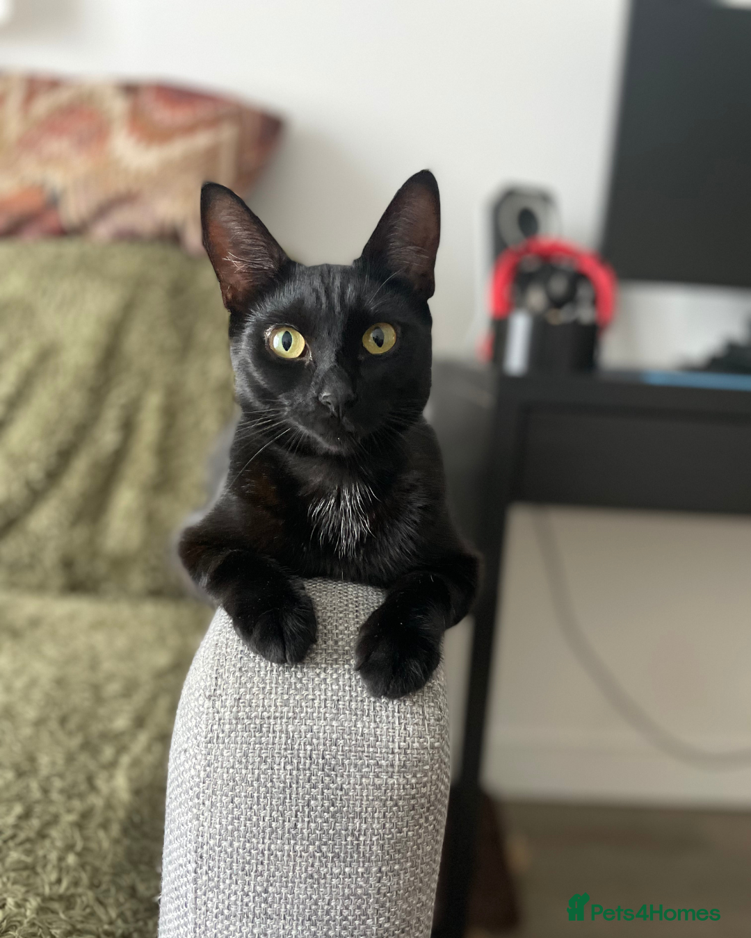 Bombay cats for sale: 1 year-old black kitten for adoption - Image 1