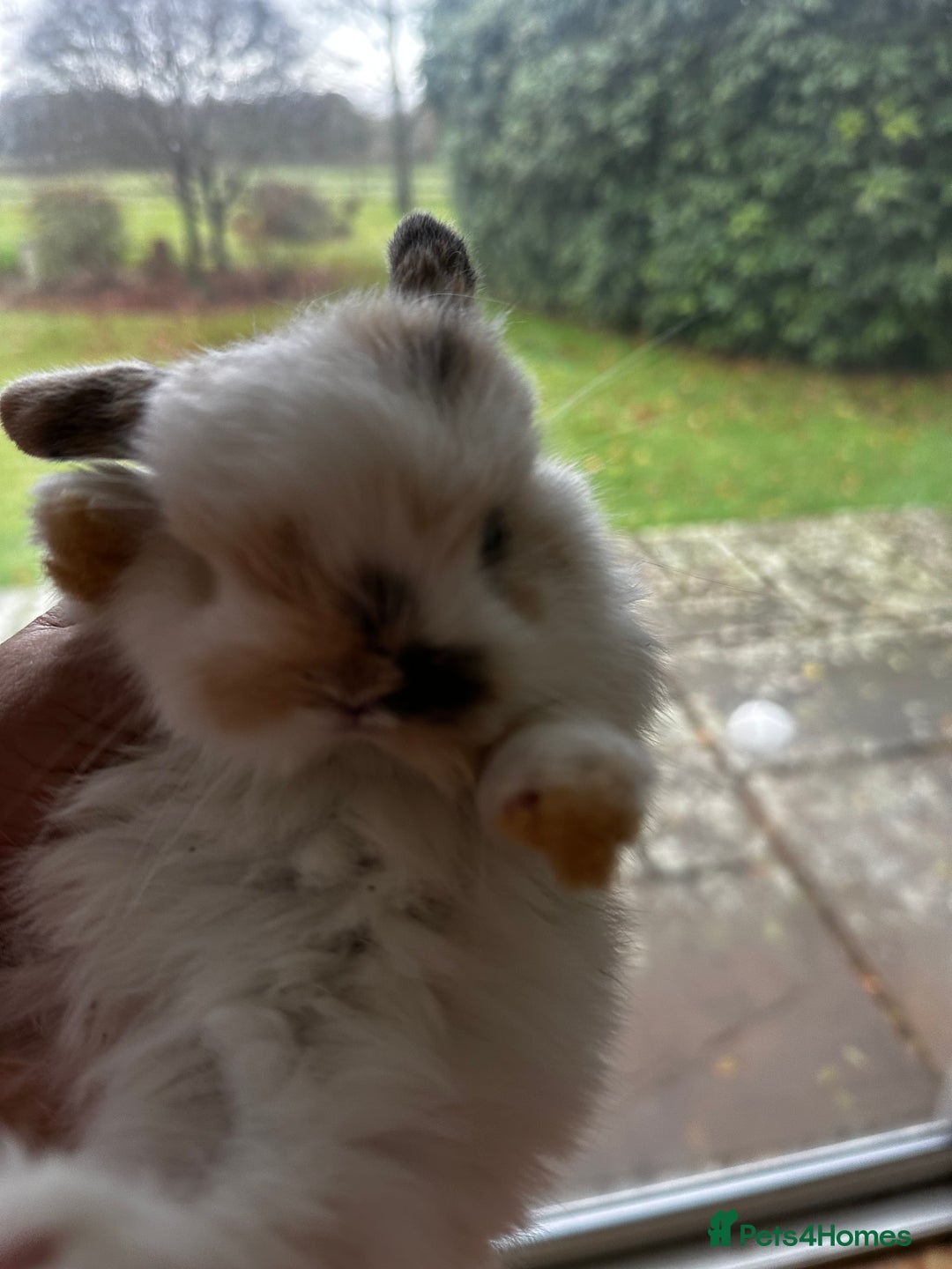 Mini Lop rabbits for sale: Well handled baby mini lops - Advert 6
