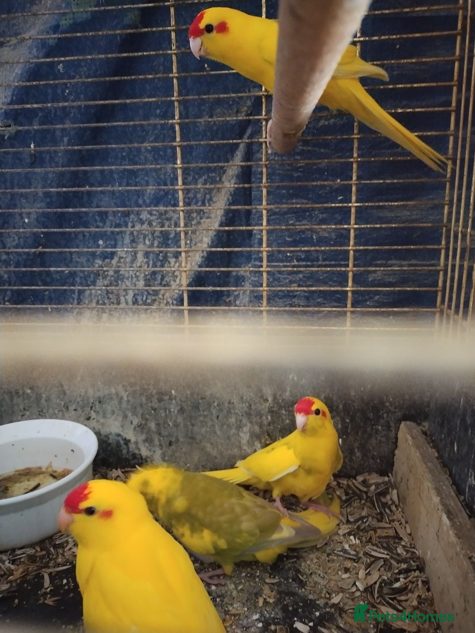 Parakeets birds For sale  - Advert 2