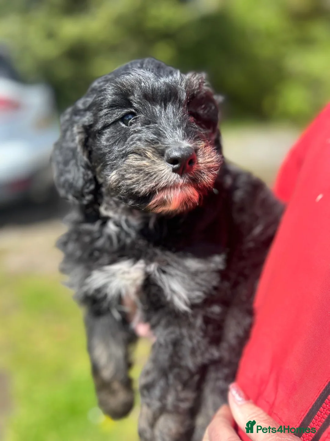 Labradoodle dogs for sale: Beautiful Labradoodle Puppies  in Bacup - Advert 2