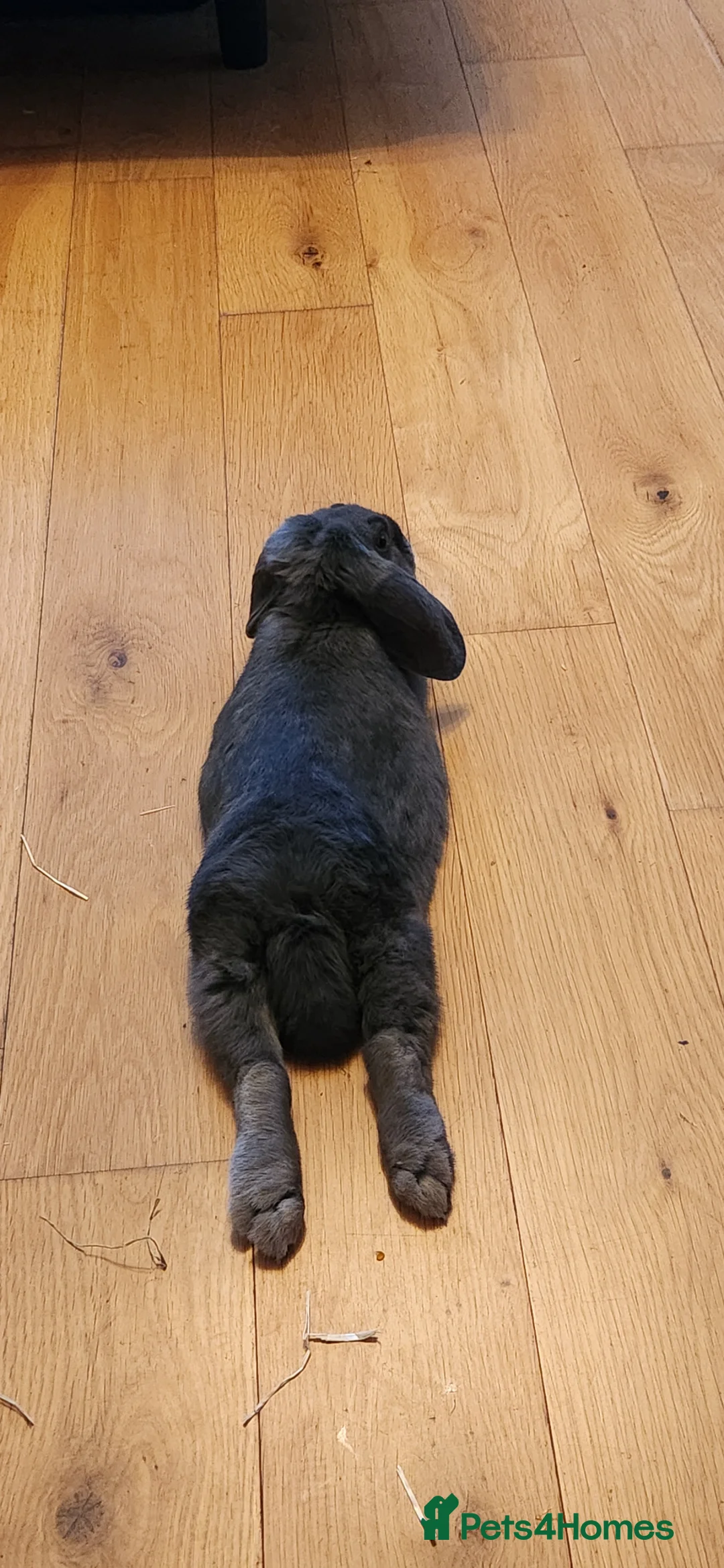 French Lop rabbits for sale: Rabbit looking for a new home in Cardiff - Advert 4