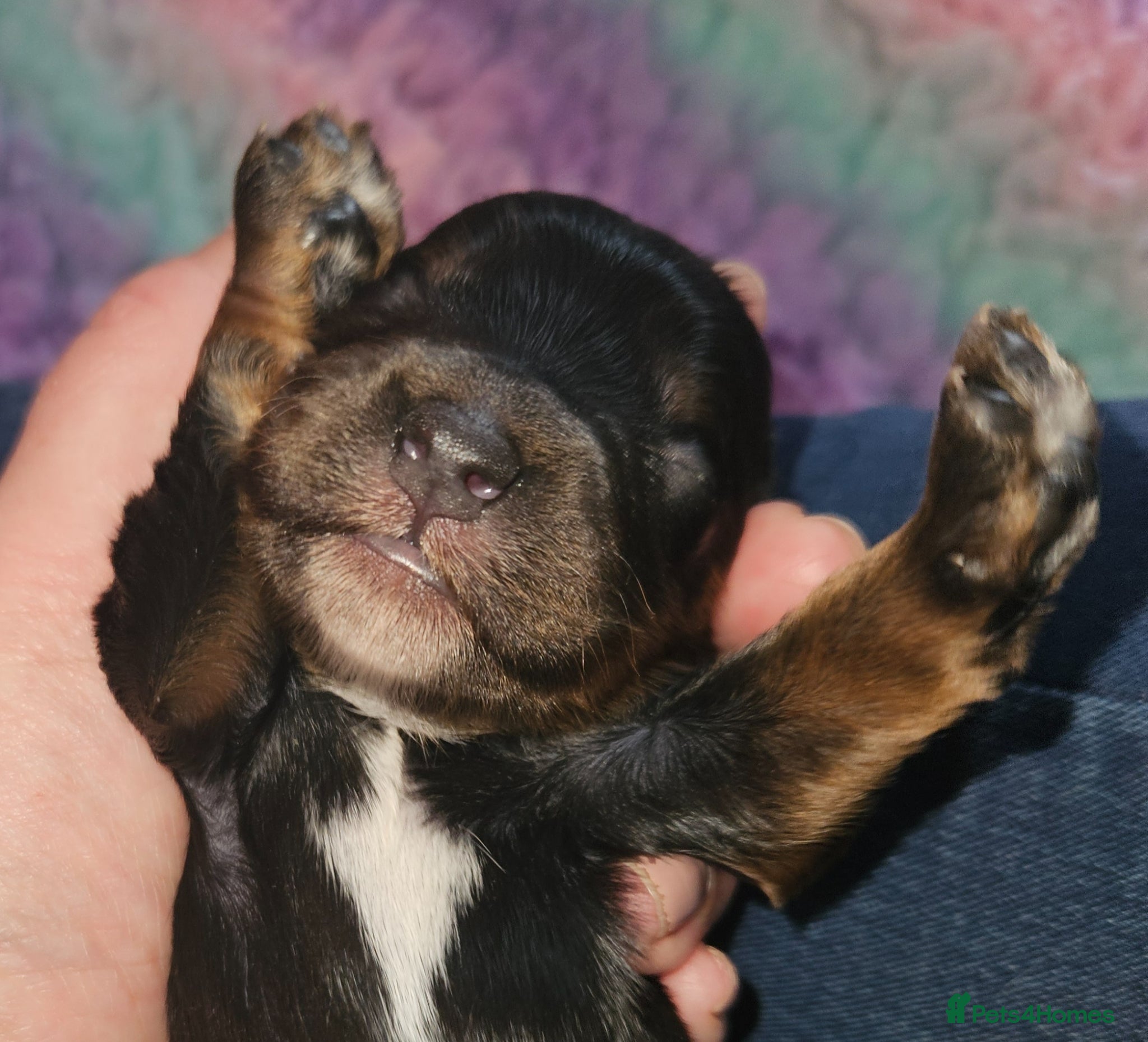 Cockapoo dogs Licensed insured breeder! Show cockapoo boys only  - Advert 2