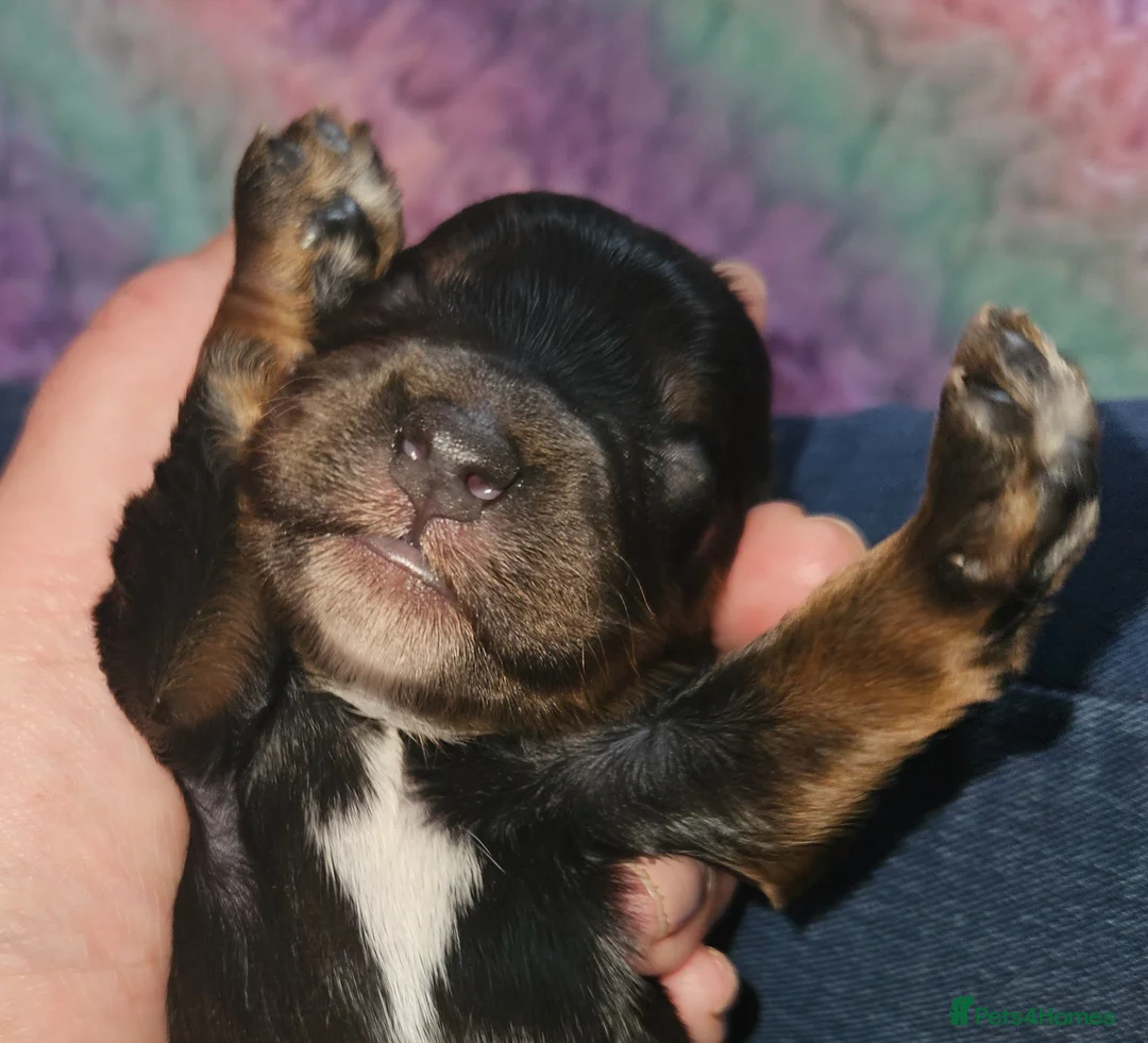 Cockapoo dogs for sale: Licensed insured breeder! Show cockapoo boys only  - Advert 2