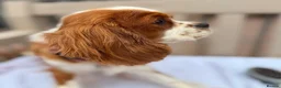 Cavalier King Charles Spaniel dogs for sale: Stunning Cavalier King Charles Spaniel Pups - Advert 8