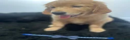 Golden Retriever dogs for sale: Stunning KC Golden Retriever pups - Advert 13