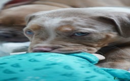 Dorset Olde Tyme Bulldogge dogs for sale: Olde Tyme Bulldog Cross Puppies - Ready Now - Image 3