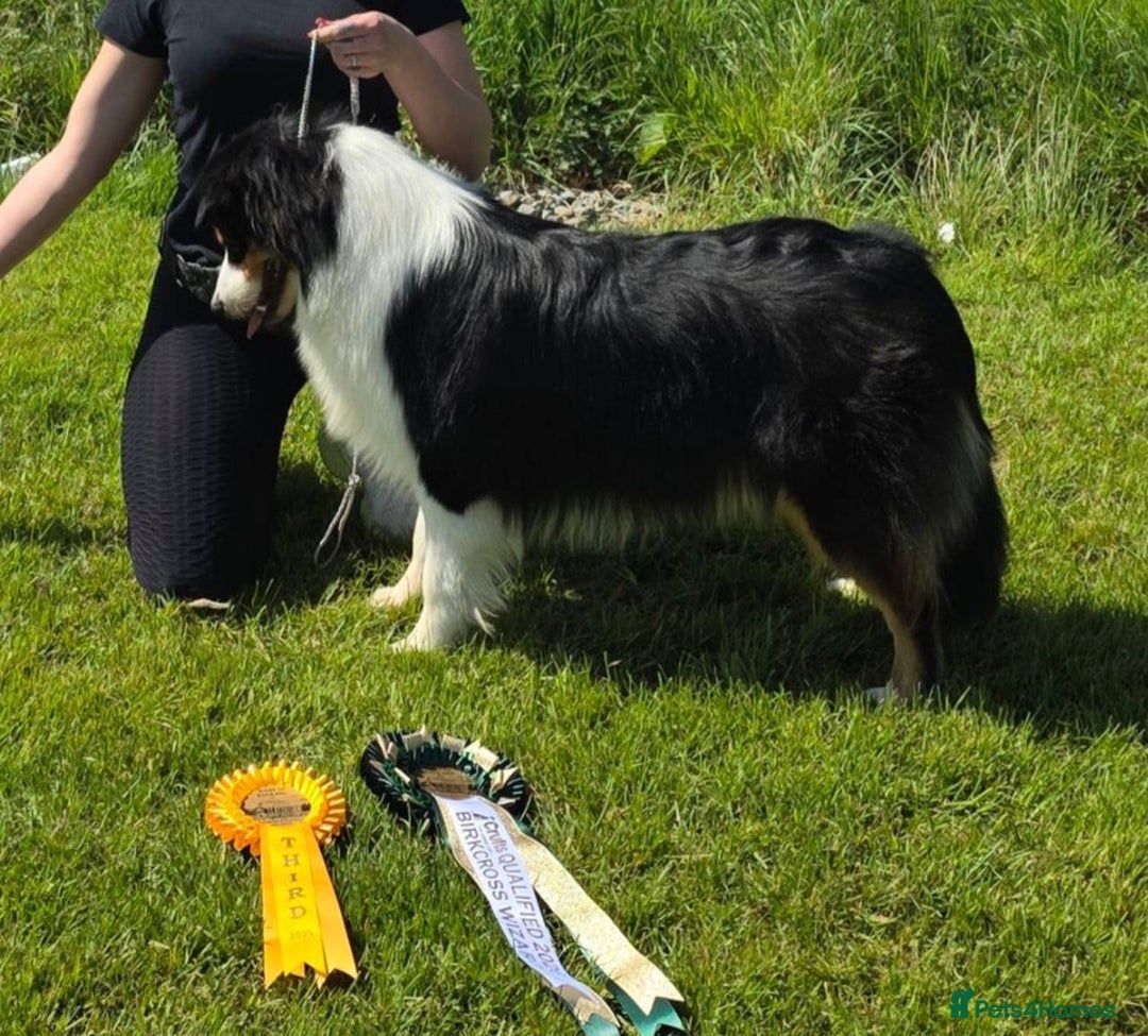 Australian Shepherd dogs for sale: Upcoming Litter – Australian Shepherd Puppies - Advert 3