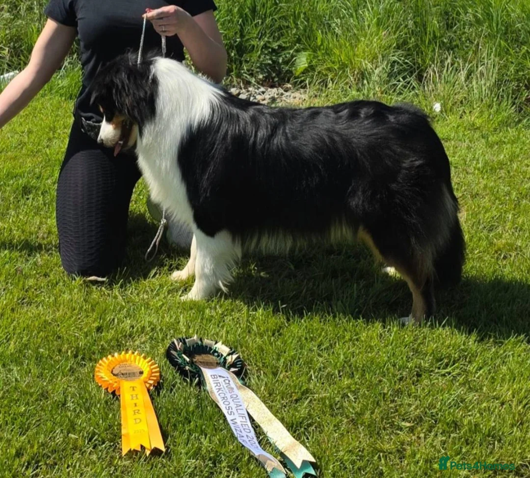 Australian Shepherd dogs for sale: Australian Shepherd KC show-line puppies - Advert 3