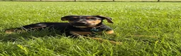 Mixed Breed dogs for adoption: KOOPER ADORABLE 4.5 MONTH OLD PUPPY in Stone - Advert 4