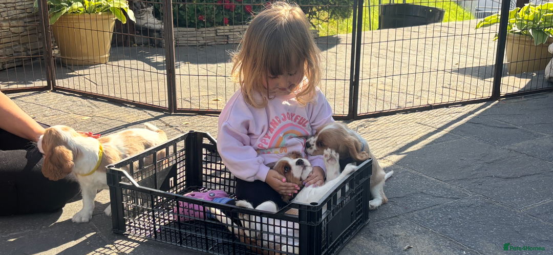 Cavalier King Charles Spaniel dogs for sale: Cavalier King Charles Spaniel  - Image 24