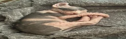Sphynx cats for sale: Adorable sphinx kittens - Advert 11