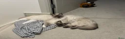 Ragdoll cats for sale: Pair of gorgeous, affectionate ragdoll cats in Glasgow - Advert 4