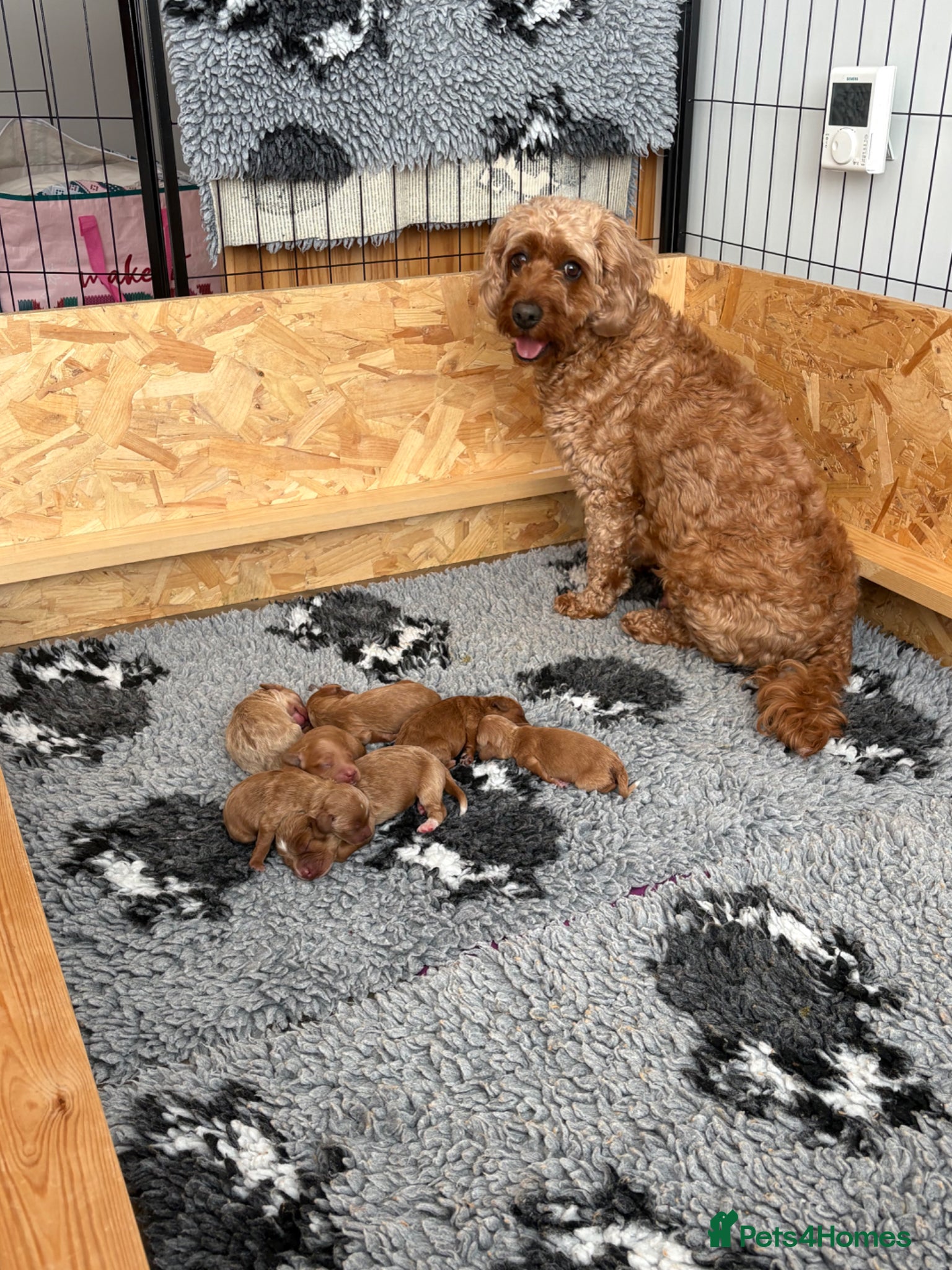 Cockapoo dogs Extensively Health Tested Parents, Beautiful Pups - Advert 18