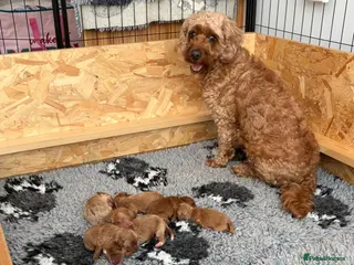 Cockapoo dogs Extensively Health Tested Parents, Beautiful Pups - Advert 1