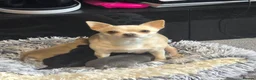 Chihuahua dogs for sale: Beautiful Applehead Chihuuas - Advert 13