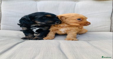 Cockapoo dogs - Advert 10