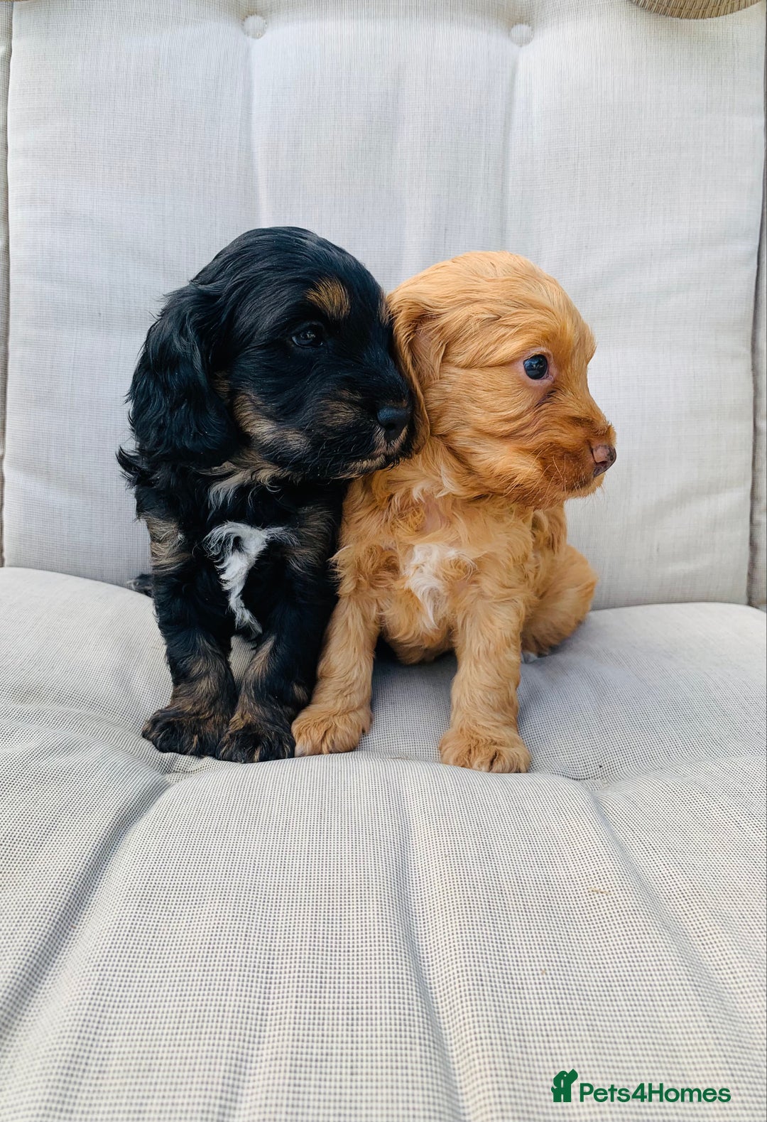Cockapoo dogs for sale: Miniature cockapoos - Image 3