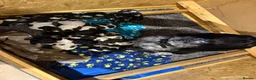 Sprocker dogs for sale: Working sproker spaniel pups  - Advert 17