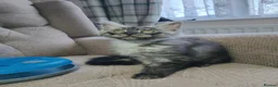 Maine Coon cats for sale: Maincoon kittens in Durham - Advert 1