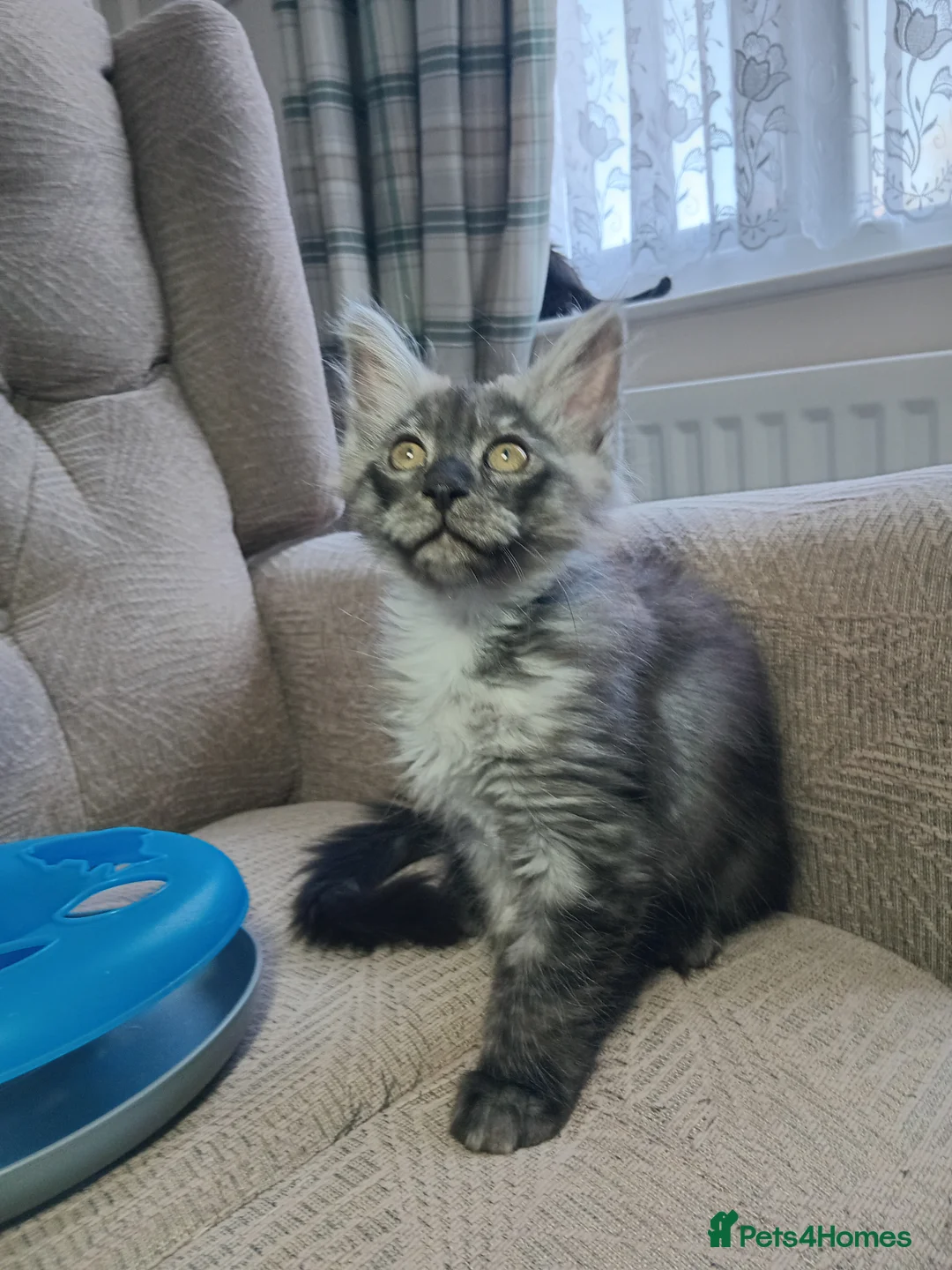Maine Coon cats for sale: Maincoon kittens in Durham - Advert 1