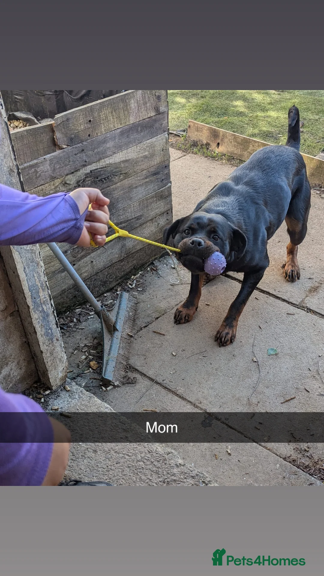 Rottweiler dogs for sale: 10 Beautiful Healthy German Rottweilers - Advert 2