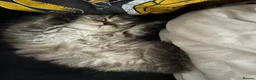 Mixed Breed cats for sale: Beautiful Persian ragdoll mixed babies.  - Advert 23