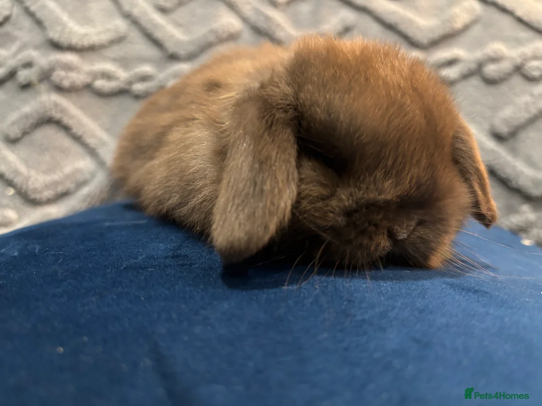 Mini Lop rabbits for sale: Adorable Mini Lop Bunnies Ready for Loving Homes - Advert 4