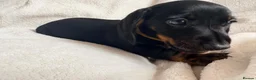 Miniature Dachshund dogs for sale: Miniature dachshund pups - Advert 8