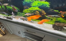 Cichlids fish for sale: Tropical fish  - Image 9