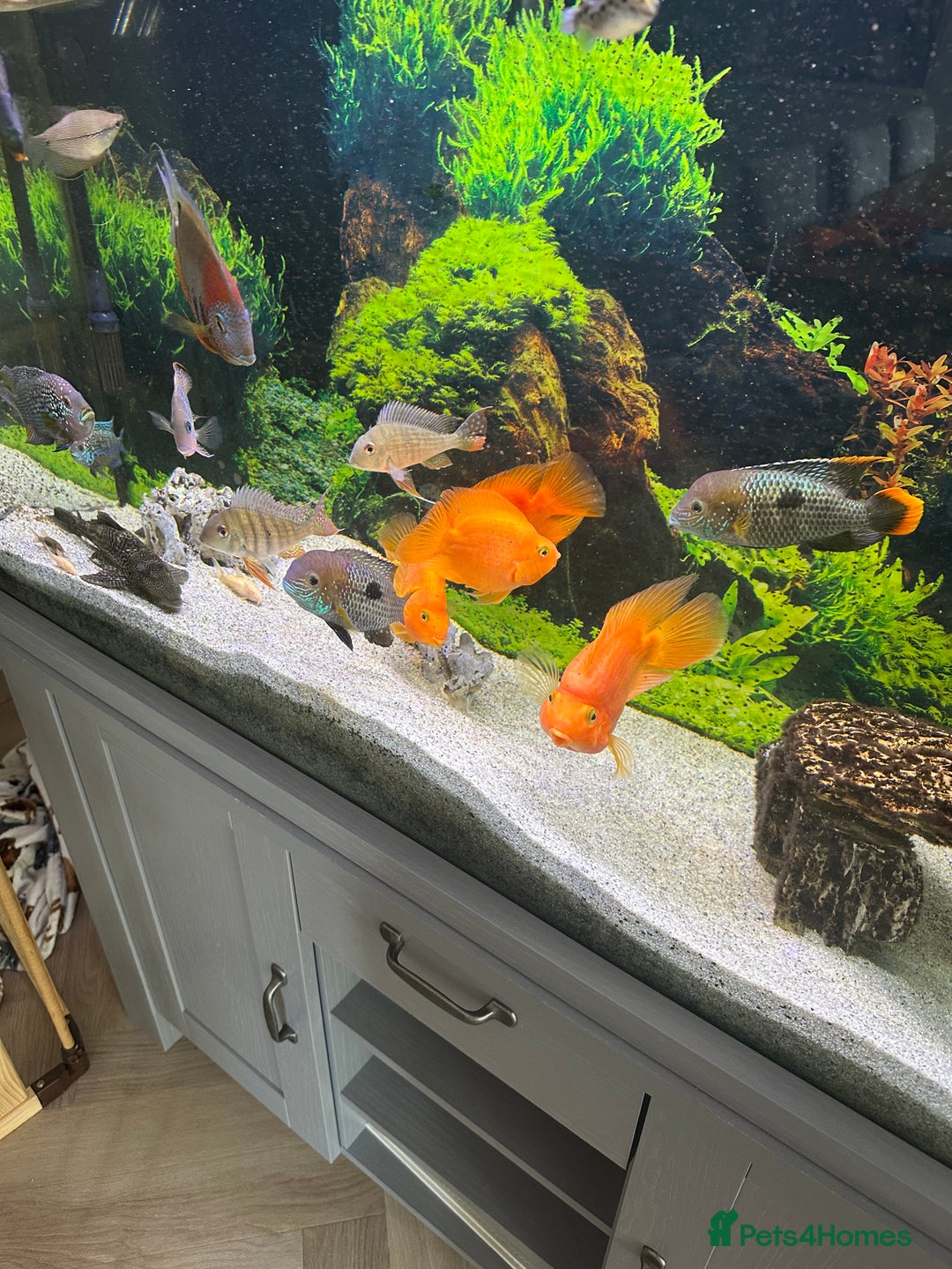 Cichlids fish for sale: Tropical fish  - Image 9