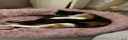 Mixed Breed cats for sale: 5 month old kittens need rehoming - Advert 2