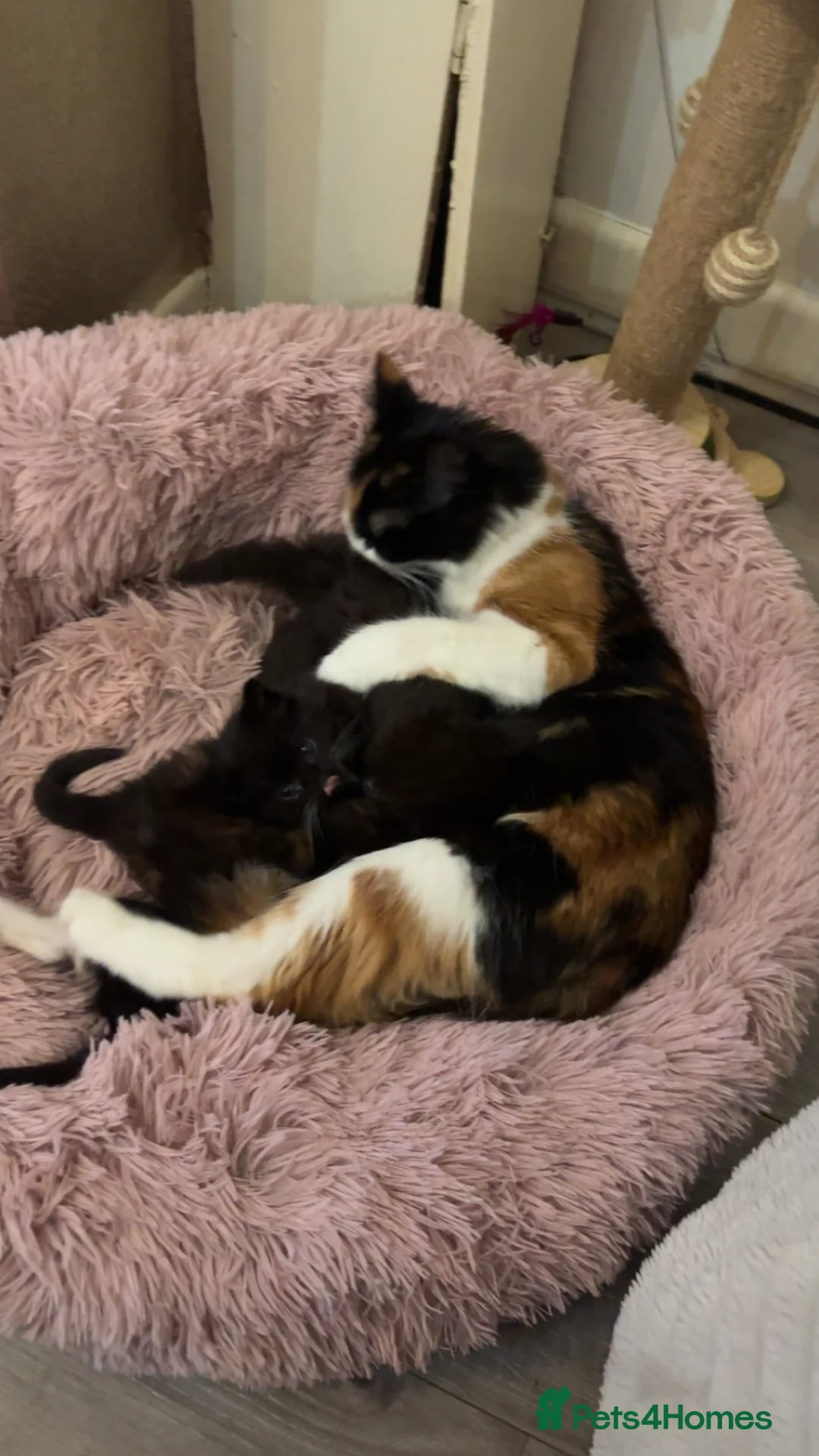 Mixed Breed cats for sale: 5 month old kittens need rehoming - Advert 2